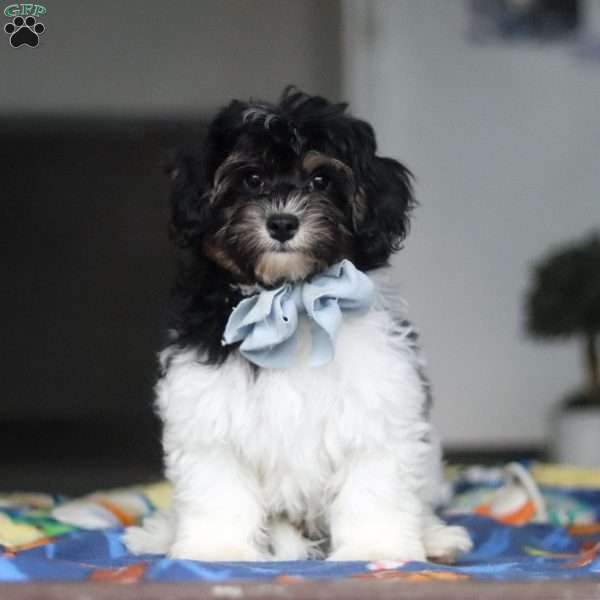 Joey, Havapoo Puppy